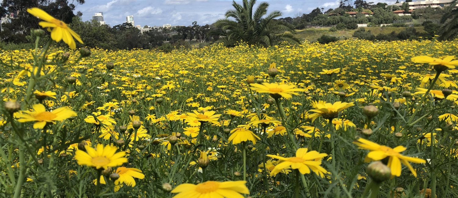 Golden Hill Flower Fields